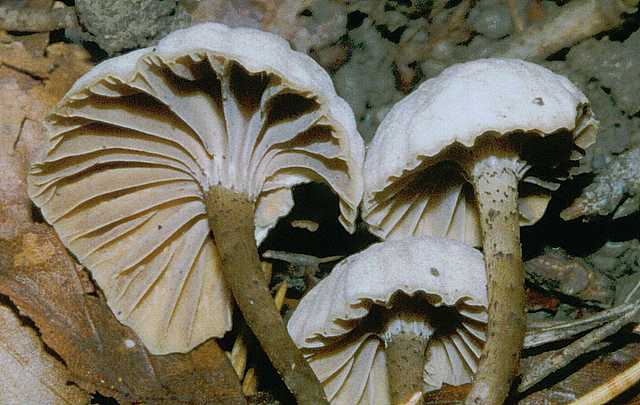 Camarophyllopsis atropuncta      (Pers.)   Arnolds